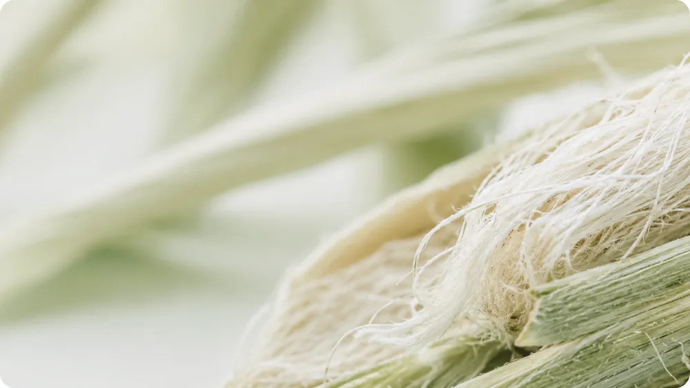 Plant fibre detail representing selected bio-based and sustainable chemical projects